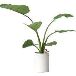 Planta Artificial Hoja De Platano Con Maceta  Project 62