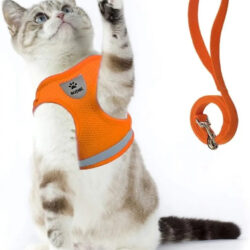 Arnés Y Correa Para Perro O Gato Supet Leer Imagen Tallas M Naranja